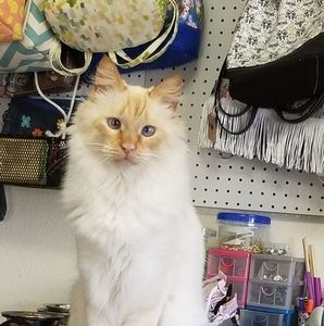 Meet your Posher, Jeri